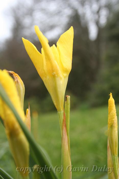 Iris, Cloudehill Gardens IMG_6564.JPG